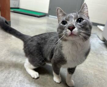 Zipper -  Domestic Short Hair Cat for Adoption in Mason City, Iowa - Zipper | PetCurious