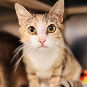 Domestic Short Hair Cats Available for Adoption in Stafford Township, New Jersey - Leela  | PetCurious