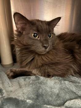 Domestic Long Hair Cats Available for Adoption in Detroit, Michigan - Fuzz Aldrin | PetCurious