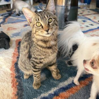 Matey -  Domestic Short Hair Cat for Adoption - Matey | PetCurious