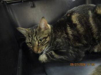 (687) -  Domestic Short Hair Cat for Adoption in Marietta, Georgia - (687) | PetCurious