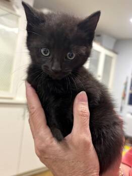 Deltoid at PetSmart in Athens, GA -  Domestic Short Hair Cat Available for Adoption in Watkinsville, Georgia - Deltoid At PetSmart In Athens, GA | PetCurious