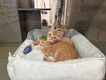 Zeffer and Zadie INDOOR ONLY -  Domestic Short Hair Cat for Adoption in Stockton, California - Zeffer And Zadie INDOOR ONLY | PetCurious