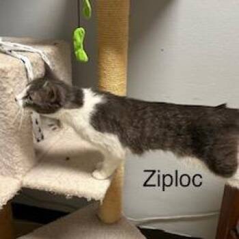Ziploc -  Domestic Short Hair Cat for Adoption in Fargo, North Dakota - Ziploc | PetCurious