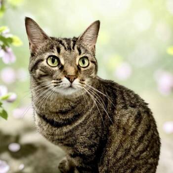 Sassy -  Domestic Short Hair Cat for Adoption in Bentonville, Arkansas - Sassy | PetCurious
