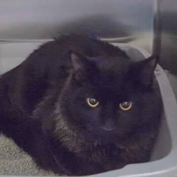 Domestic Long Hair Cats Available for Adoption - Kyle | PetCurious