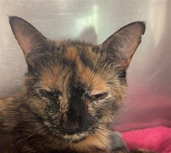 Domestic Short Hair Cats Available for Adoption in Columbia, South Carolina - BEE | PetCurious