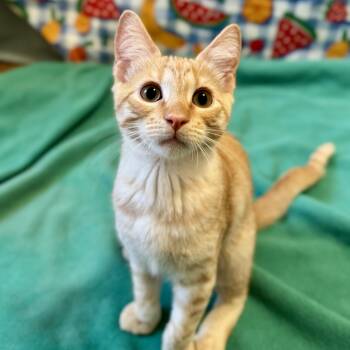 Maple -  Tabby and Domestic Short Hair Cat for Adoption in Springfield, Oregon - Maple | PetCurious