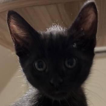 Eggie -  Domestic Short Hair Cat Available for Adoption in Cumming, Georgia - Eggie | PetCurious