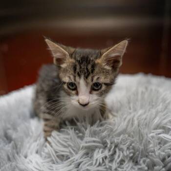 Watermelon -  Domestic Short Hair Cat for Adoption in Gainesville, Georgia - Watermelon | PetCurious