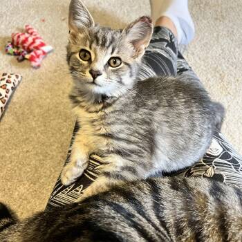 Rescue Tabby Cats for Adoption in East Rochester, New York - Budders | PetCurious