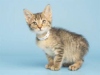 ROBBIE -  Domestic Short Hair Cat for Adoption in Phoenix, Arizona - ROBBIE | PetCurious