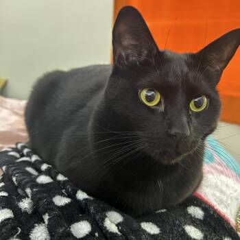 Ash -  Domestic Short Hair Cat for Adoption in West Palm Beach, Florida - Ash | PetCurious