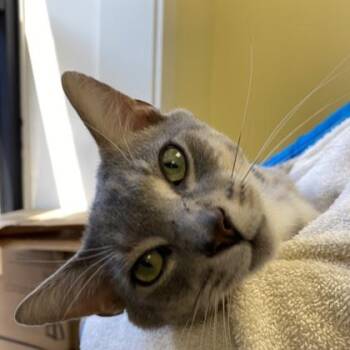 Domestic Short Hair Cats Available for Adoption in Richmond, Virginia - Wizard | PetCurious
