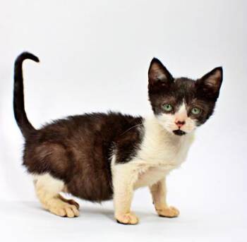 Baby Yoda -  Domestic Short Hair Cat for Adoption in Morton Grove, Illinois - Baby Yoda | PetCurious