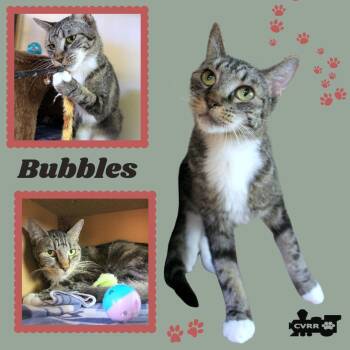 Bubbles (Cat) -  Tabby Cat for Adoption in Lindsay, California - Bubbles (Cat) | PetCurious