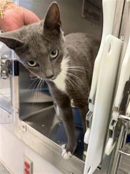 Domestic Short Hair Cats Available for Adoption in Houston, Texas - GINNY | PetCurious
