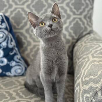 Domestic Short Hair Cats Available for Adoption in Fairfax Station, Virginia - Prancer | PetCurious