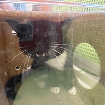 Domestic Short Hair Cats Available for Adoption in Philadelphia, Pennsylvania - Cookie Mookie | PetCurious