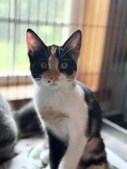 Ginny -  Domestic Short Hair Cat for Adoption in Peru, New York - Ginny | PetCurious