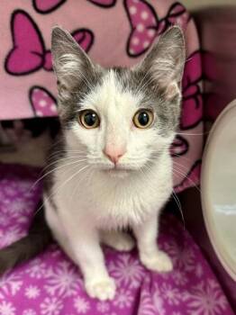 Golden Pheasant -  Domestic Short Hair Cat for Adoption in Wichita, Kansas - Golden Pheasant | PetCurious
