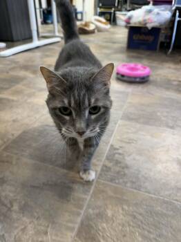 Domestic Short Hair Cats Available for Adoption in Cedar Rapids, Iowa - Bella | PetCurious