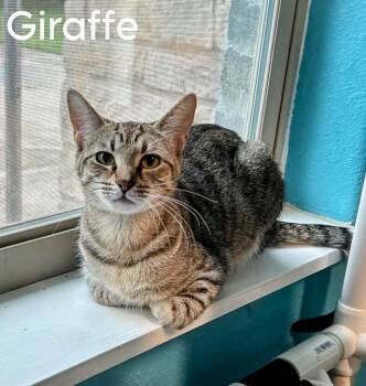 Rescue Domestic Short Hair Cats for Adoption in Magnolia, Texas - Giraffe | PetCurious