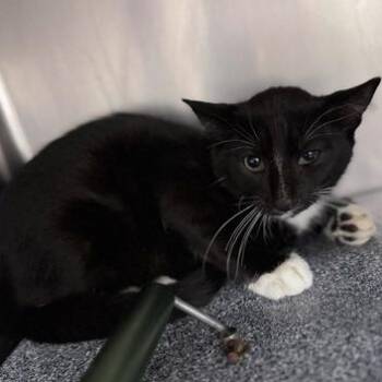 Domino -  Domestic Short Hair Cat for Adoption in New Fairfield, Connecticut - Domino | PetCurious