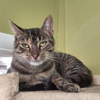 Pineapple -  Domestic Short Hair Cat for Adoption in Attica, New York - Pineapple | PetCurious