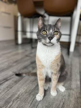 Dee Dee -  Dilute Calico Cat for Adoption in New York, New York - Dee Dee | PetCurious