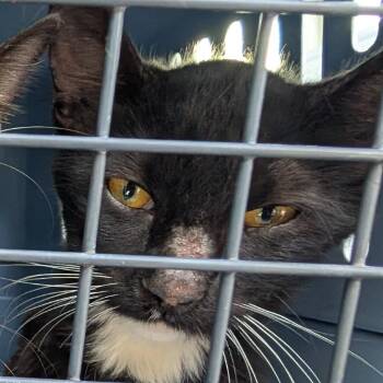 River -  Domestic Short Hair Cat for Adoption in NEW PT RICHEY, Florida - River | PetCurious
