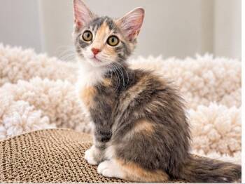 Paisley -  Dilute Calico Cat for Adoption in Knoxville, Tennessee - Paisley | PetCurious