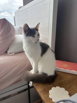 Marilyn Monroe -  Domestic Medium Hair and Domestic Short Hair Cat for Adoption in Columbia, South Carolina - Marilyn Monroe | PetCurious
