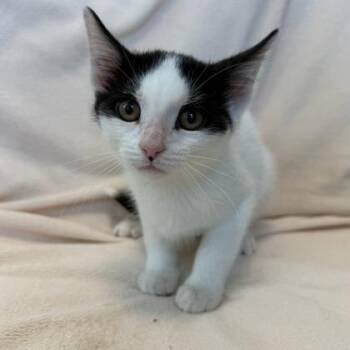 Nifty -  Domestic Short Hair Cat for Adoption in Janesville, Wisconsin - Nifty | PetCurious