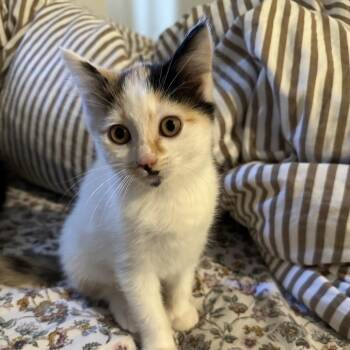 Domestic Short Hair Cats Available for Adoption in Spokane, Washington - Magnolia | PetCurious