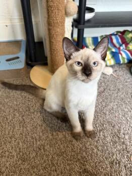 Referral Bonus -  Domestic Short Hair and Siamese Cat for Adoption in West Mifflin, Pennsylvania - Referral Bonus | PetCurious