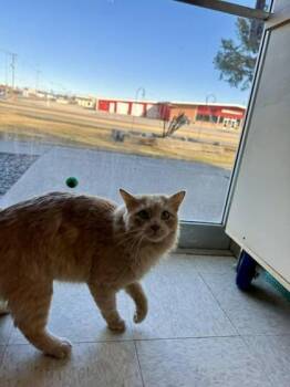 Domestic Long Hair and Domestic Short Hair Cats Available for Adoption - Aslan | PetCurious