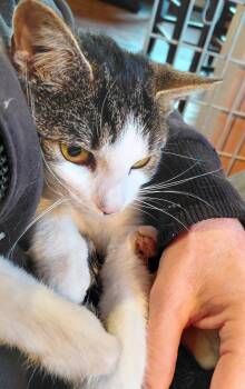 Rescue Domestic Short Hair Cats for Adoption in Paris, Kentucky - Jada | PetCurious