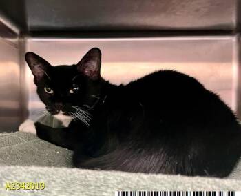 MINNIE -  Domestic Short Hair Cat for Adoption in West Palm Beach, Florida - MINNIE | PetCurious