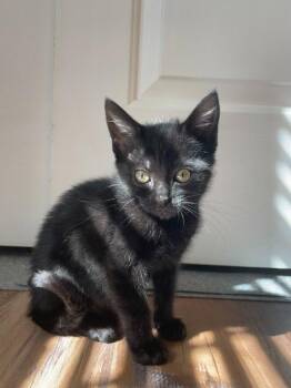26-34 Marcy -  Domestic Short Hair Cat for Adoption in St. Helens, Oregon - 26-34 Marcy | PetCurious