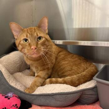 Domestic Short Hair Cats Available for Adoption in Springfield, Illinois - Godzilla | PetCurious