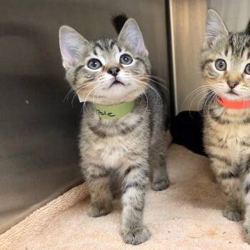 Zeppole -  Domestic Short Hair Cat for Adoption in Woodinville, Washington - Zeppole | PetCurious