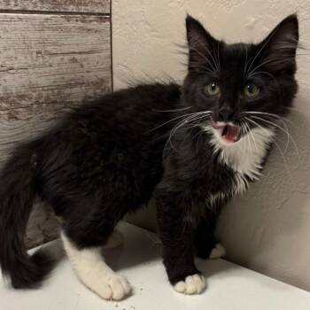 Elsa -  Domestic Long Hair Cat for Adoption - Elsa | PetCurious
