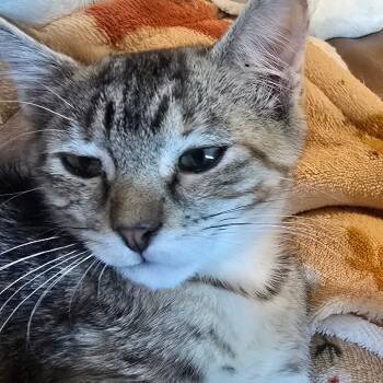 Rescue Domestic Short Hair Cats for Adoption in Grantsville, Utah - Thumbelina | PetCurious