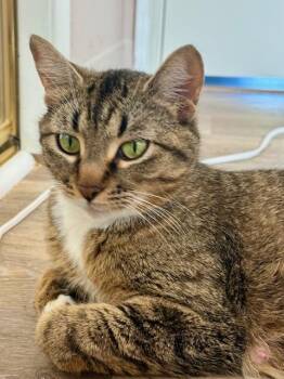 Domestic Short Hair Cats Available for Adoption in Portland, Oregon - Ingot | PetCurious