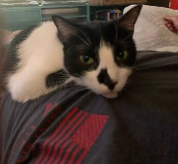 Rosie 1332 -  Domestic Short Hair Cat for Adoption in Dallas, Texas - Rosie 1332 | PetCurious