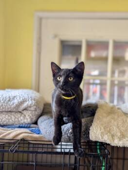 Domestic Short Hair Cats Available for Adoption - Patience  | PetCurious