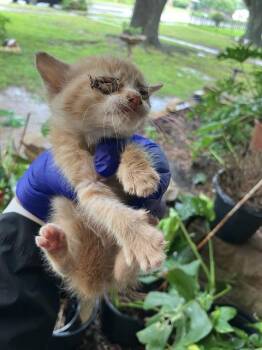 Domestic Short Hair Cats Available for Adoption in Dallas, Texas - JEANE | PetCurious