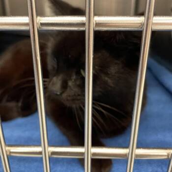 Domestic Short Hair Cats Available for Adoption in Port Charlotte, Florida - Rebecca | PetCurious