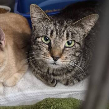 Tabby Cats Available for Adoption in Richland, Michigan - Sophia | PetCurious
